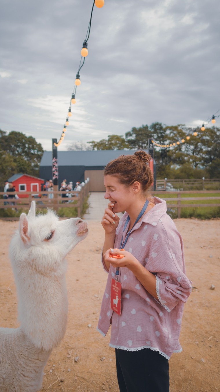 На ферму альпак — из Владивостока (12/16)