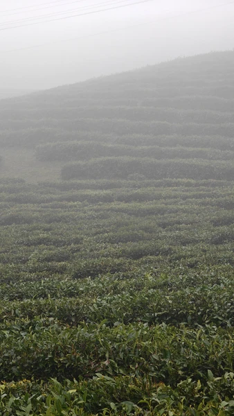 Неожиданно и спонтанно решили познакомиться с Сочи и окрестностями. Погода была не совсем экскурсионная шел сильный