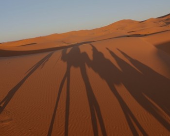 Дорога в пустыню, лес с обезьянами, ночь среди барханов