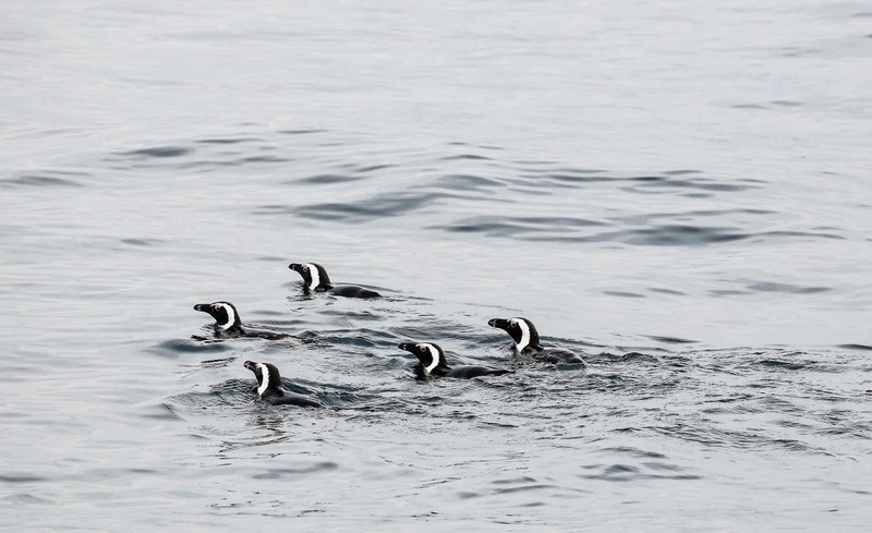 Ребята, это было просто невероятно! Оно того стоило! Увидели всю пятерку. Хотя нас предупреждали, что сейчас