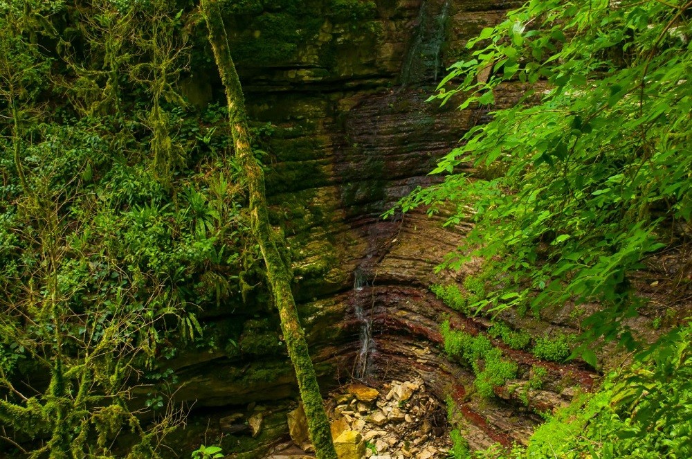 Заповедные места Хосты: хранители доисторической природы (7/7)