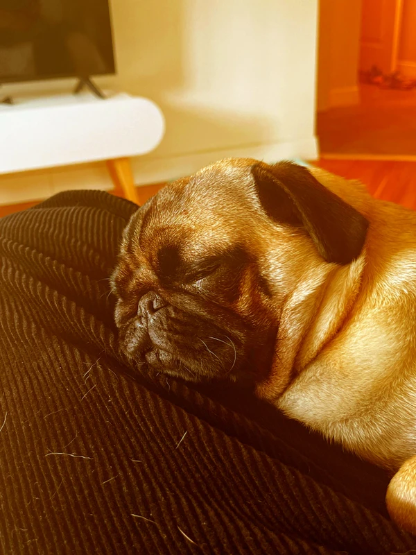 Индивидуальная Экскурсия с собакой с тарифами