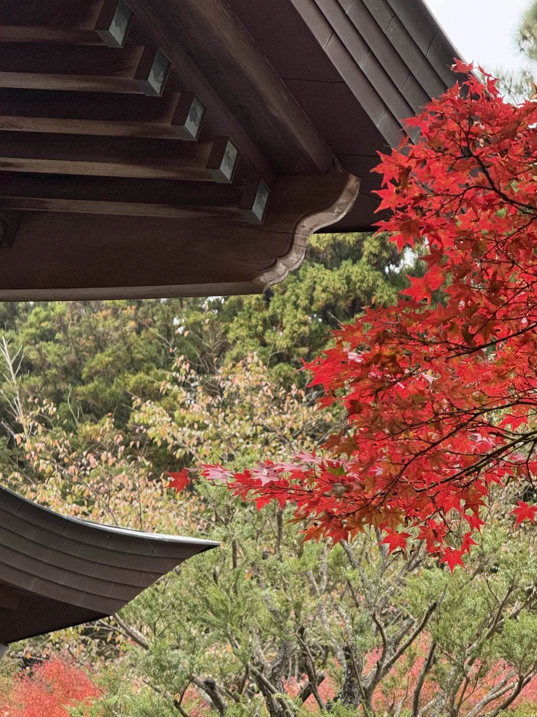 Хотим поблагодарить Светлану за реализацию нашей мечты - увидеть своим глазами красные клёны 🍁🥰
