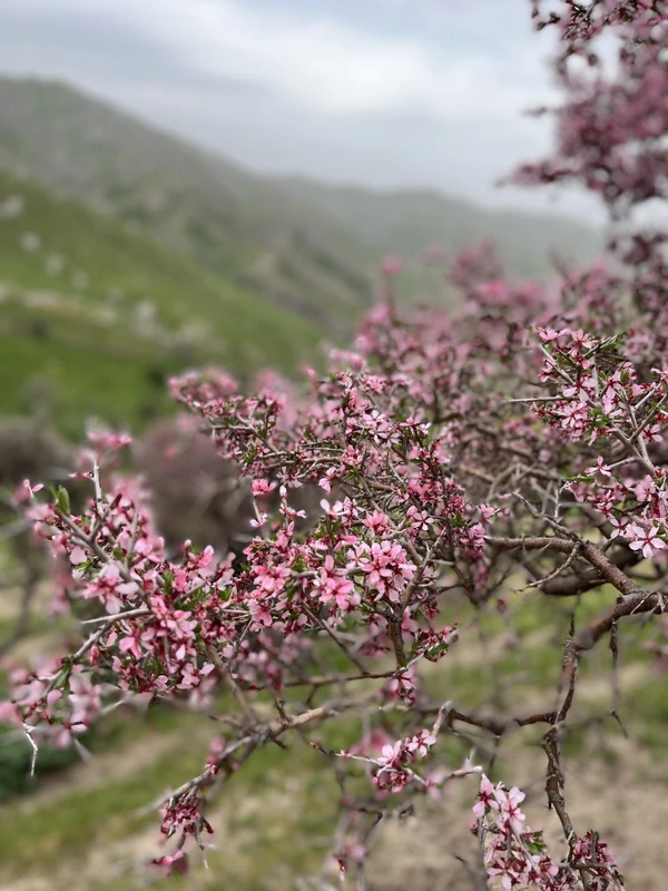 Комбинированный тур в Узбекистан: треккинги среди гор и городские достопримечательности
