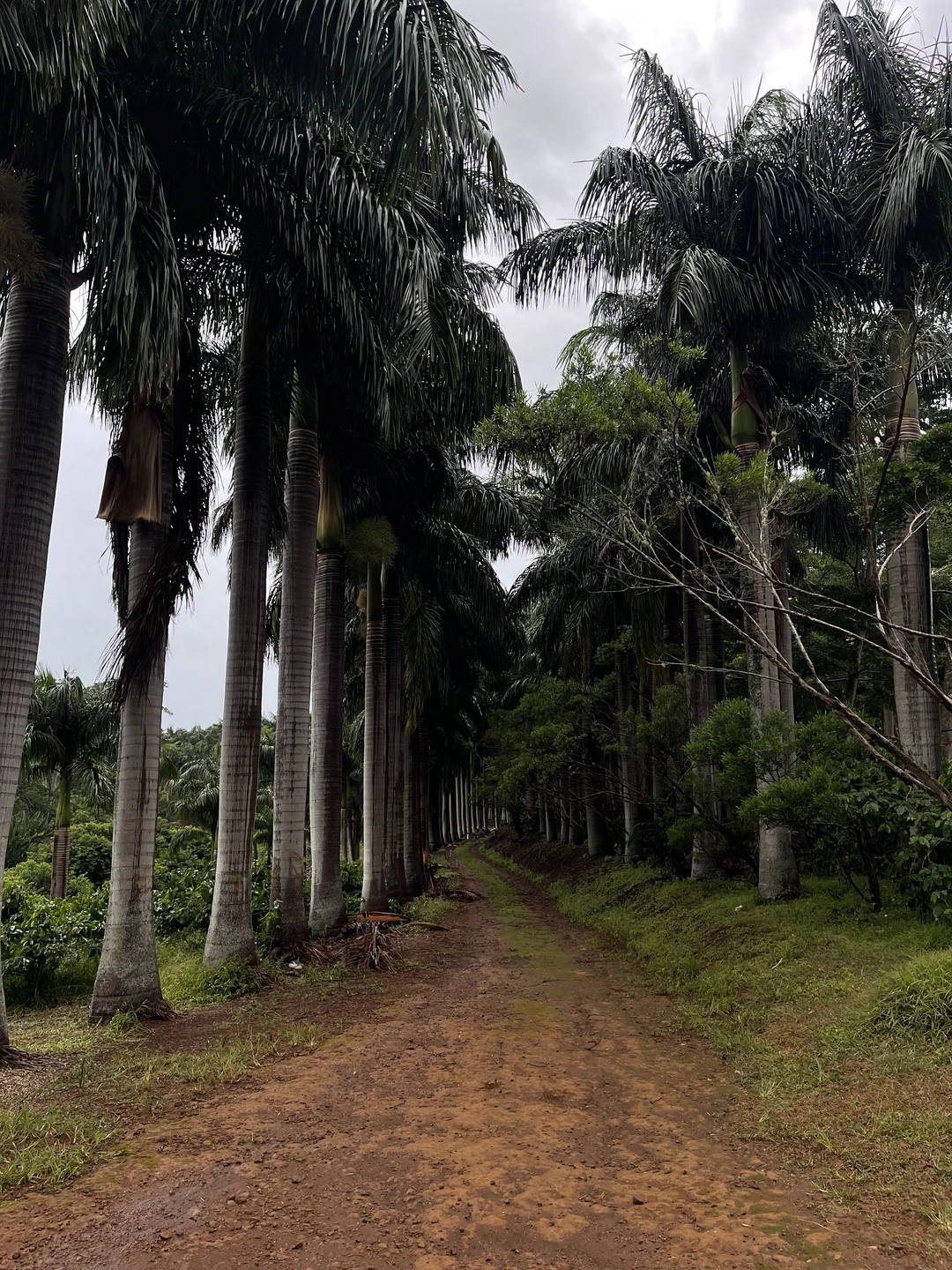 Все прошло просто шикарно. Рекомендую!