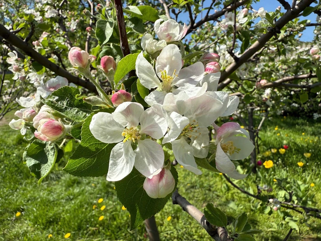 Цветение яблонь