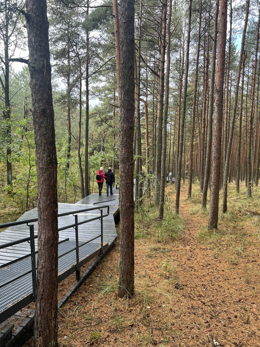 На Куршскую косу с опытным гидом - из Калининграда (Марина)