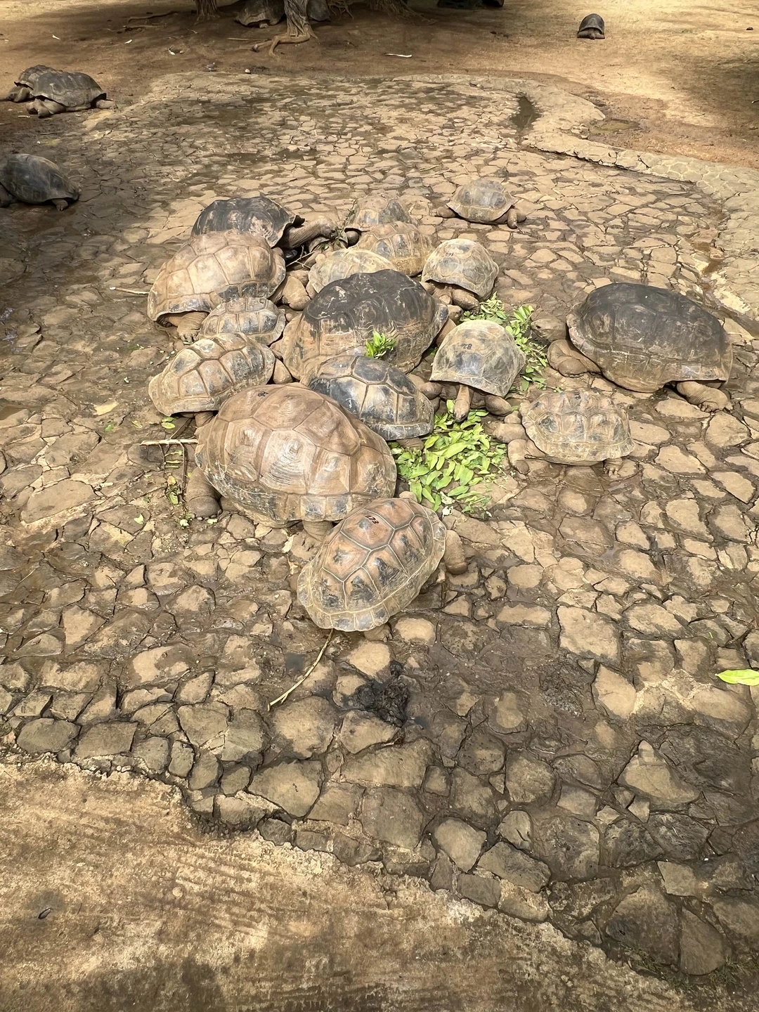 Забронировали у Анны экскурсию по южной части острова Маврикий. Анна провела экскурсию и совместила все самое