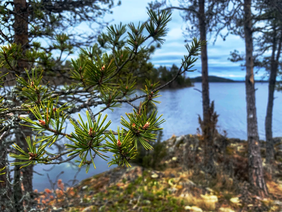 13 мая мы с друзьями отправились в путешествие на каяках по Ладоге.