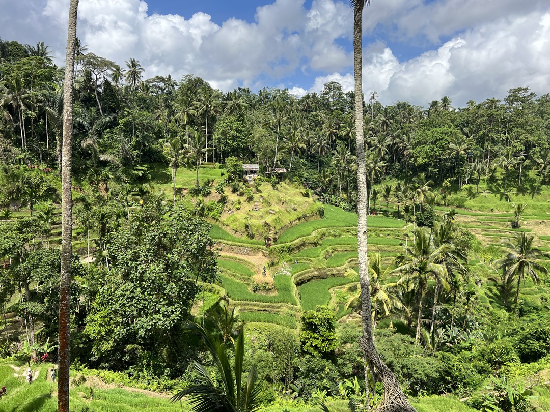 Заказали экскурсию у этого гида на целый день. Экскурсия очень понравилась. Гид индонезиец, хорошо говорит по-русски