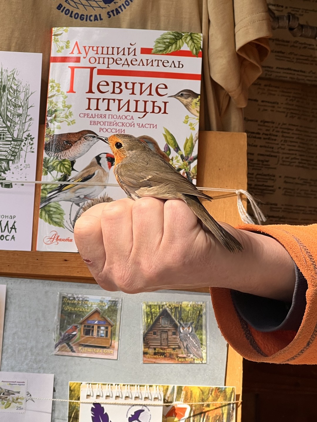 Из Зеленоградска - в сказочный мир Куршской косы (Марина)