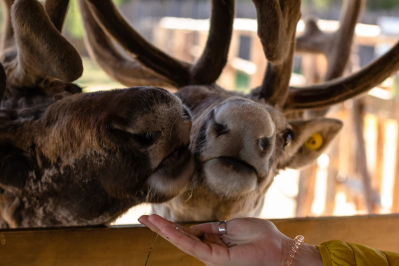 Остров Койонсаари и «Долина водопадов» - из Петербурга на 2 дня