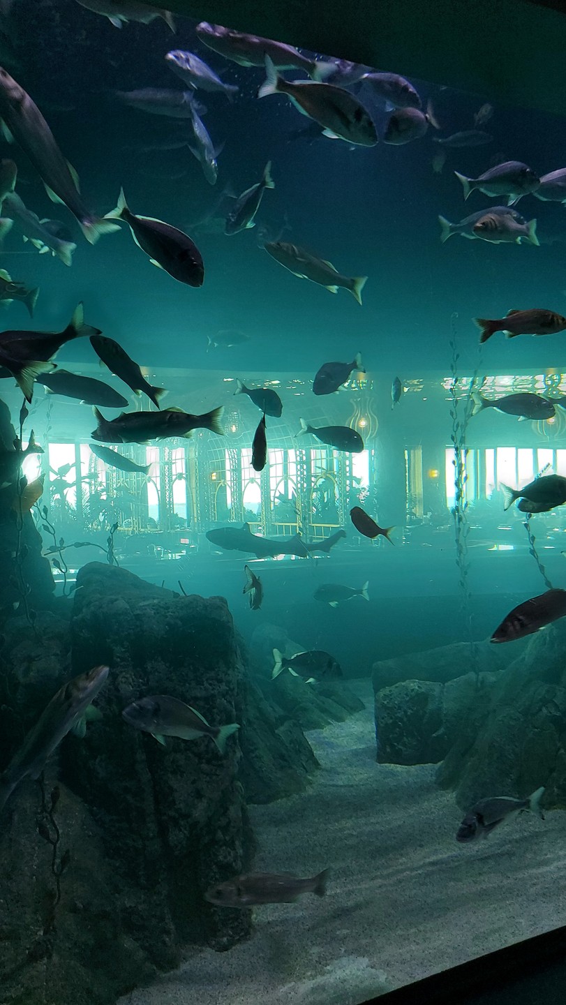 Были в июле в Стамбуле. Посетили данную экскурсию. Вопросов к организаторам в принципе нет, все понравилось