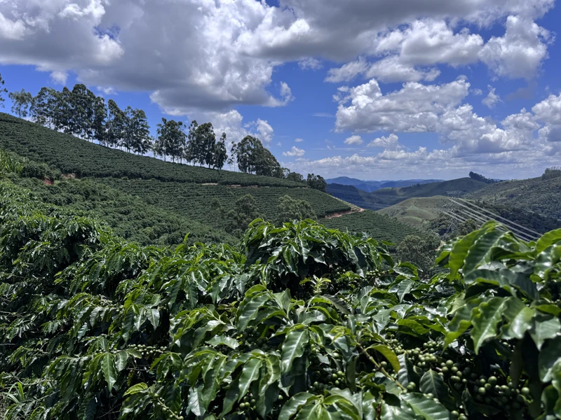 Кофейная плантация под Рио-де-Жанейро: от зерна до чашки
