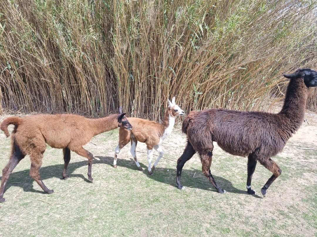 Большая благодарность Ахмеду за прекрасные экскурсии. Были на 3-х экскурсиях: 1. По реке Нил и старому