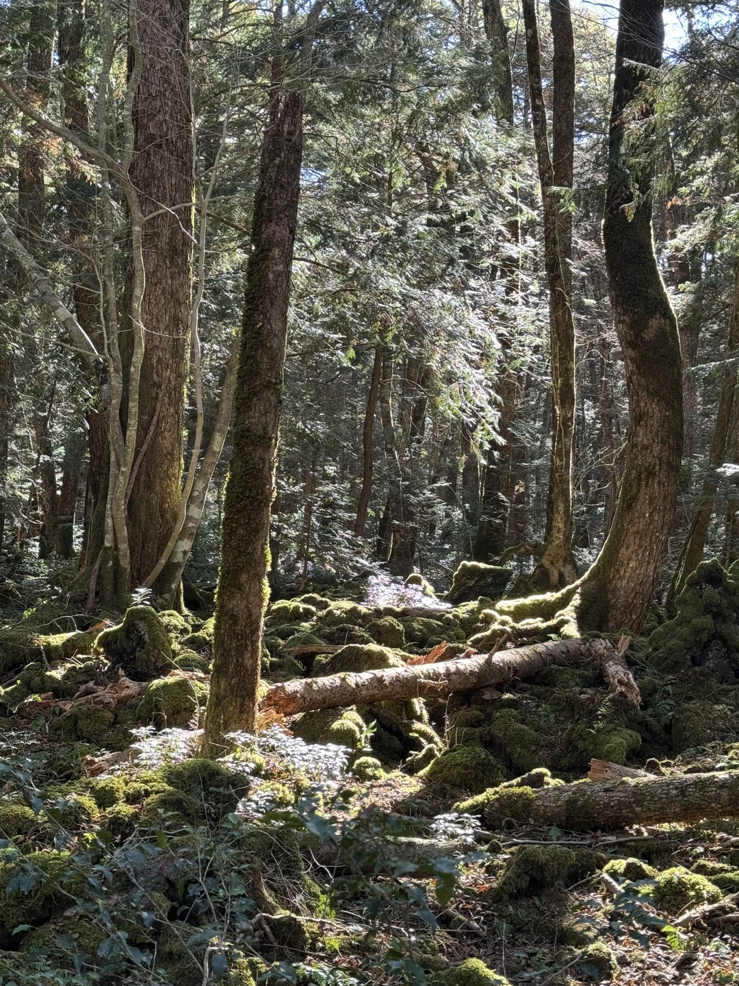 Провели чудесный день возле Фудзи с Татьяной! Первое, за что ей сильно благодарны, - Татьяна предложила