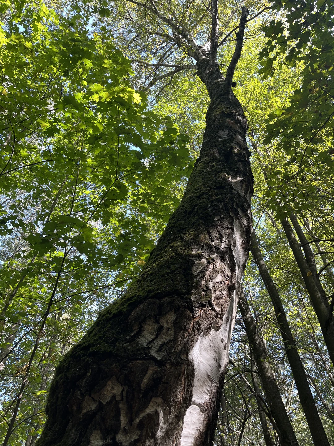 Во время пребывания на этой экскурсии я погрузилась в атмосферу сказки, где по неведанным дорожкам бродят