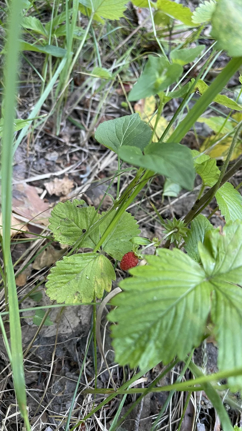 Впервые катались на велосипедах по такой местности. Если вы любите природу, ее ароматы, красоту, то определенно