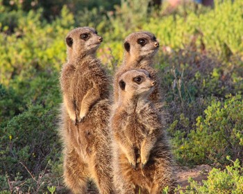 Пещера Канго и сафари