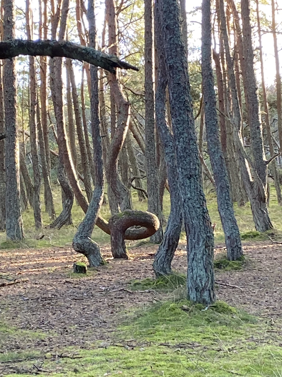 Топ-места Куршской косы (Елена)