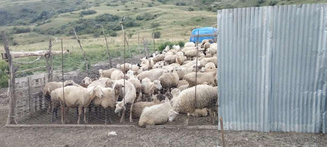 Очень понравилась поездка с Фуадом, посетили Мавзолей Дири Баба, мечеть в Шемахе, поучаствовали в мастер-классе по