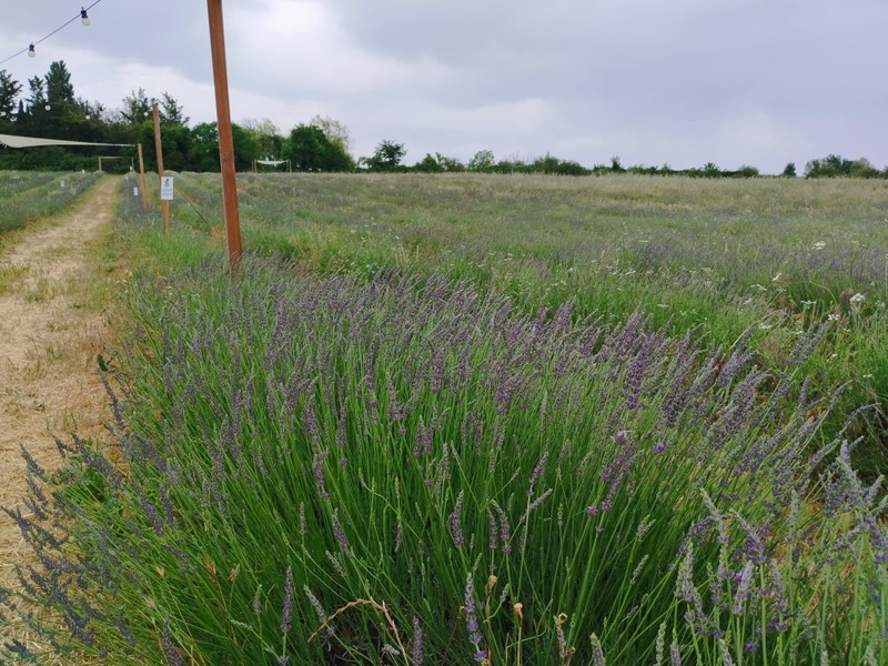 Лавандовые сны Прованса (из Марселя)