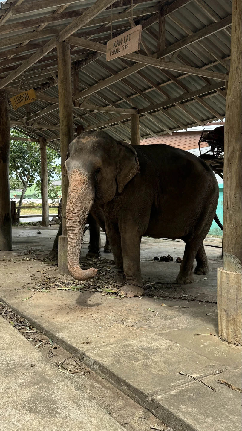 Отличный тур, если есть желание соприкоснуться и окунуться в азиатские страны на короткое время. Перед оформлением