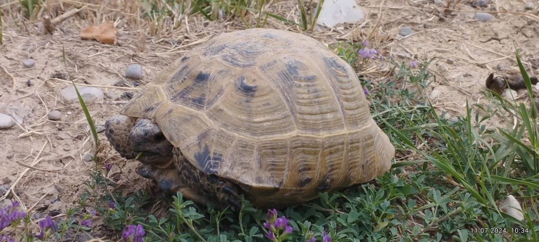 Очень понравилась поездка с Фуадом, посетили Мавзолей Дири Баба, мечеть в Шемахе, поучаствовали в мастер-классе по
