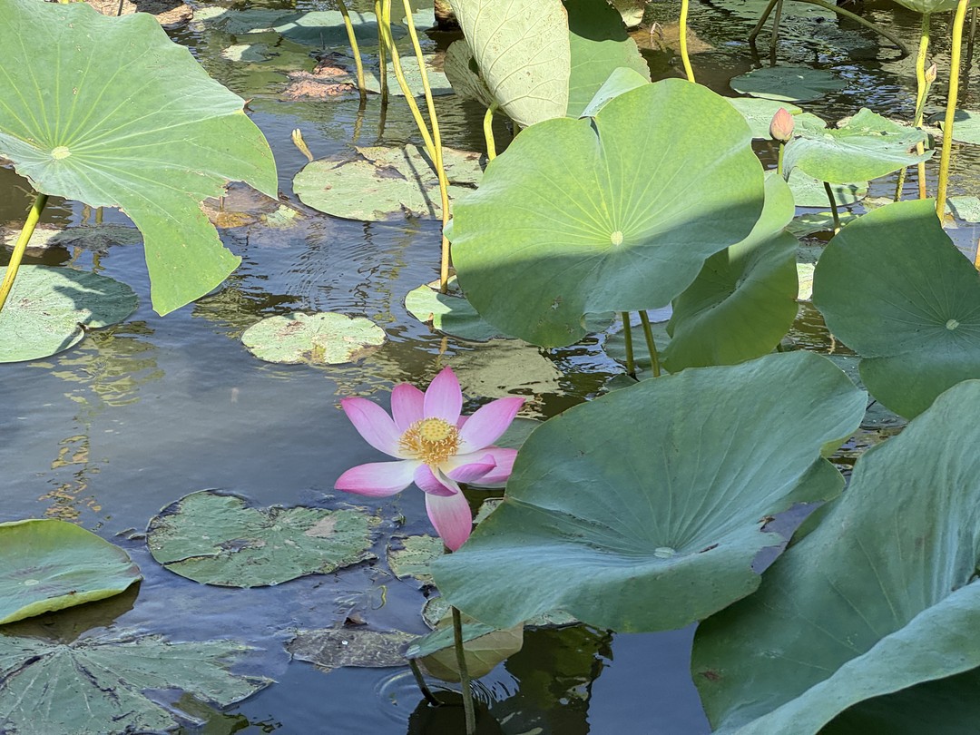 Экскурсия превзошла все ожидания! Так близко увидеть лотосы я не ожидала. Поездка продумана до мелочей. Кто
