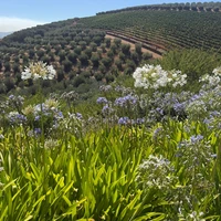 Фото отзыва 1: экскурсия "Винное сафари в Западном Кейпе: знаковые винодельни с гидом-сомелье"