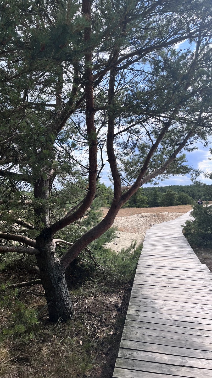 Творческая фотопоездка по Куршской косе (Елена)