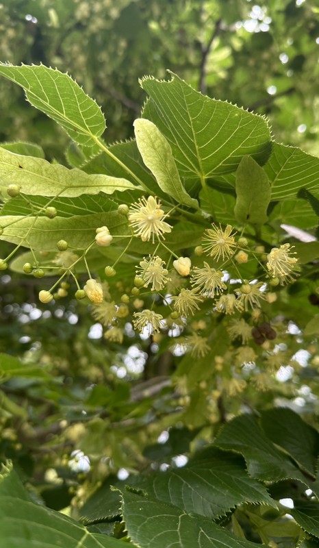 Виды Живописная Кабардино-Балкария: Язык тролля, Шато-Эркен и горячие источники Аушигер из Железноводска