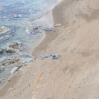 Фото отзыва 3: экскурсия "Мыс Великан и мыс Птичий: путешествие в мини-группе"