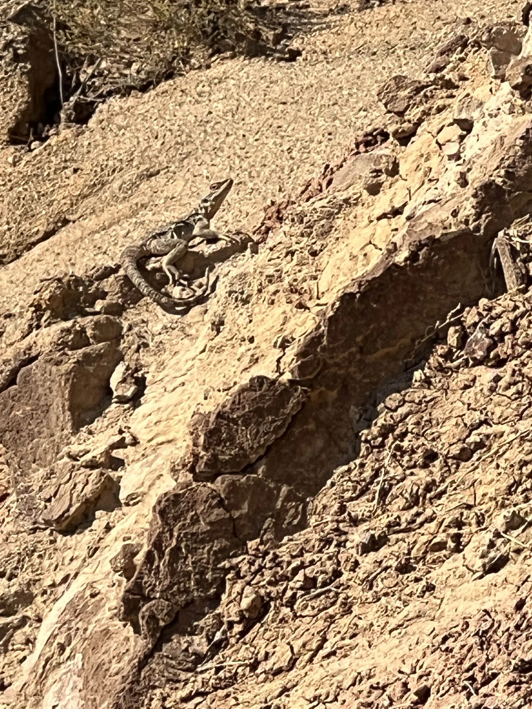 Это самое интересное приключение за все наше пребывание в Грузии.