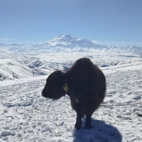 Фото отзыва 1: экскурсия "Поездка на плато Бермамыт с дегустацией хычинов (из Минеральных Вод)"