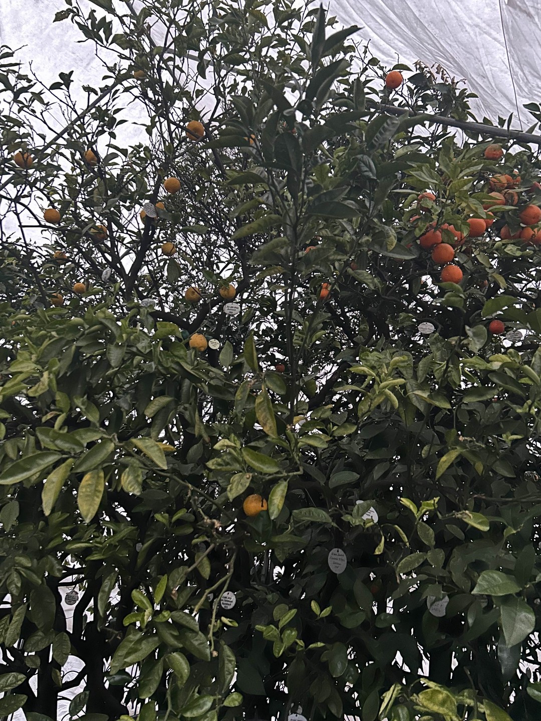 Удивительный Сочи: знакомство с городом (Марина)