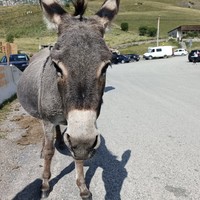 Фото отзыва 5: экскурсия "Комфортный тур в Северную Осетию, где облака обнимают небо"