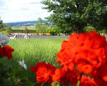 Ферма Томита, лавандовые поля, «Дом дыни» и винодельня Фурано