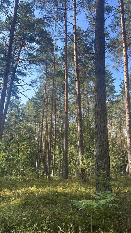 Грибная прогулка в лесу под Вильнюсом