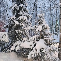 Фото отзыва 1: экскурсия "Каникулы в Хибинах + этническая деревня саами"