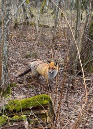 Фото отзыва 2: экскурсия "Куршская коса в&nbsp;мини-группе"