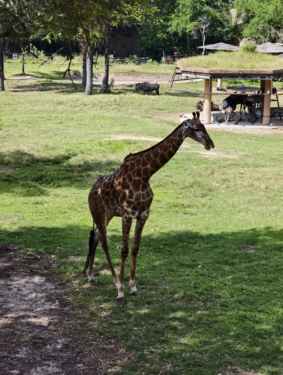 Экскурсия интересная, парк огромный, обойти самостоятельно очень сложно, т к. некоторые зоны находятся на большом расстоянии