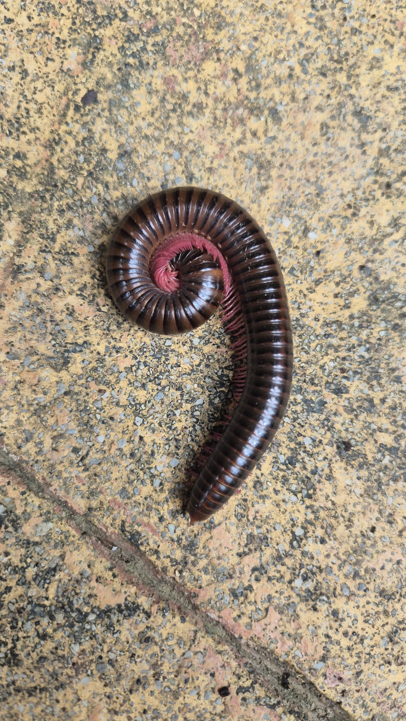 Незабываемое приключение в джунгли Пхукета! Экскурсия превзошла все ожидания: от завораживающих видов до общения с природой