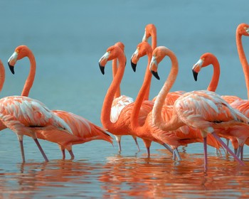 2 столицы, пляжи Карибского моря, кофейный завод, на лодке к игуанам и фламинго и закат в Бухте орлов