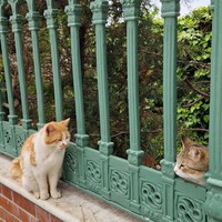 Фото отзыва 2: экскурсия "Из Стамбула — на живописные Принцевы острова!"
