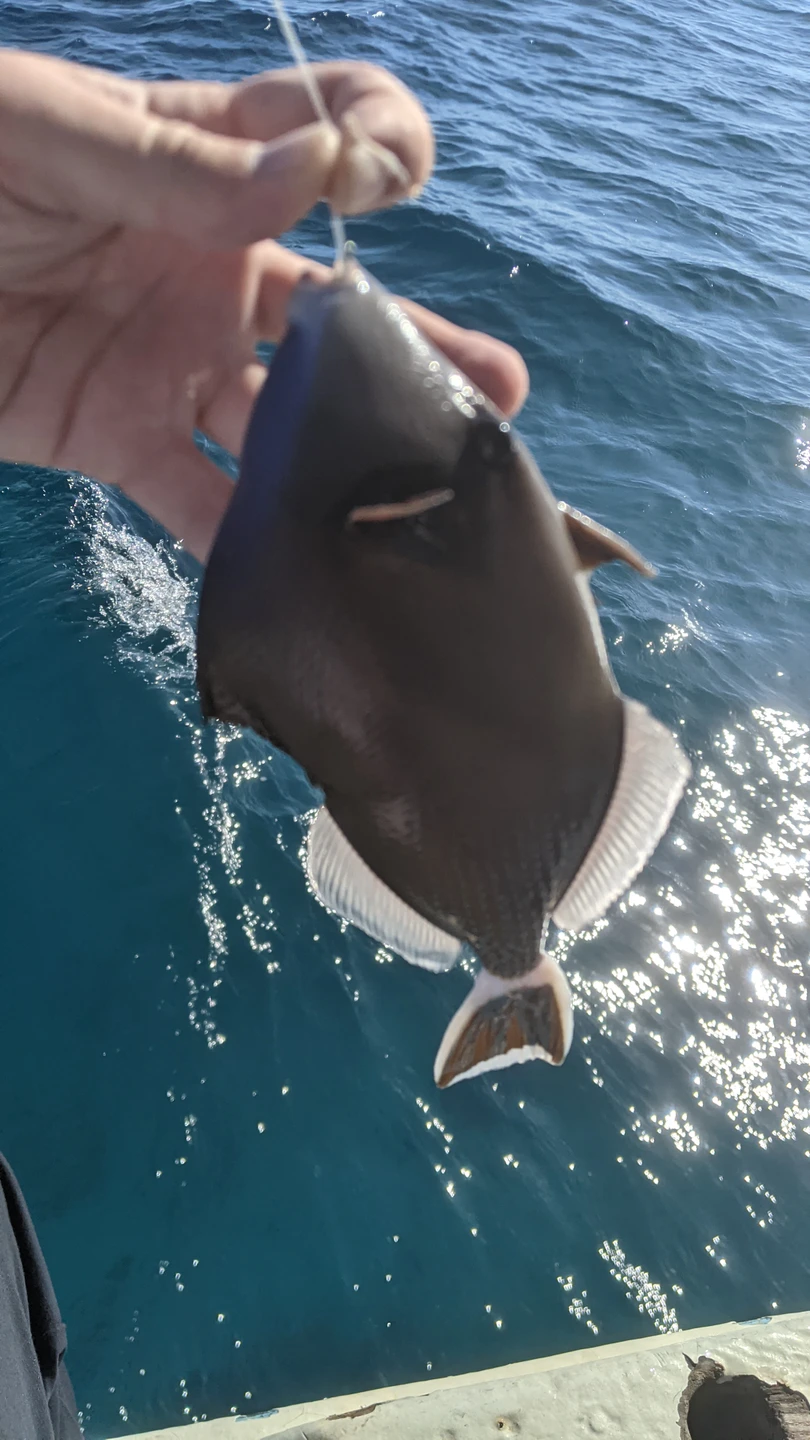 Морская рыбалка из Шарм-эль-Шейха (Sergey)