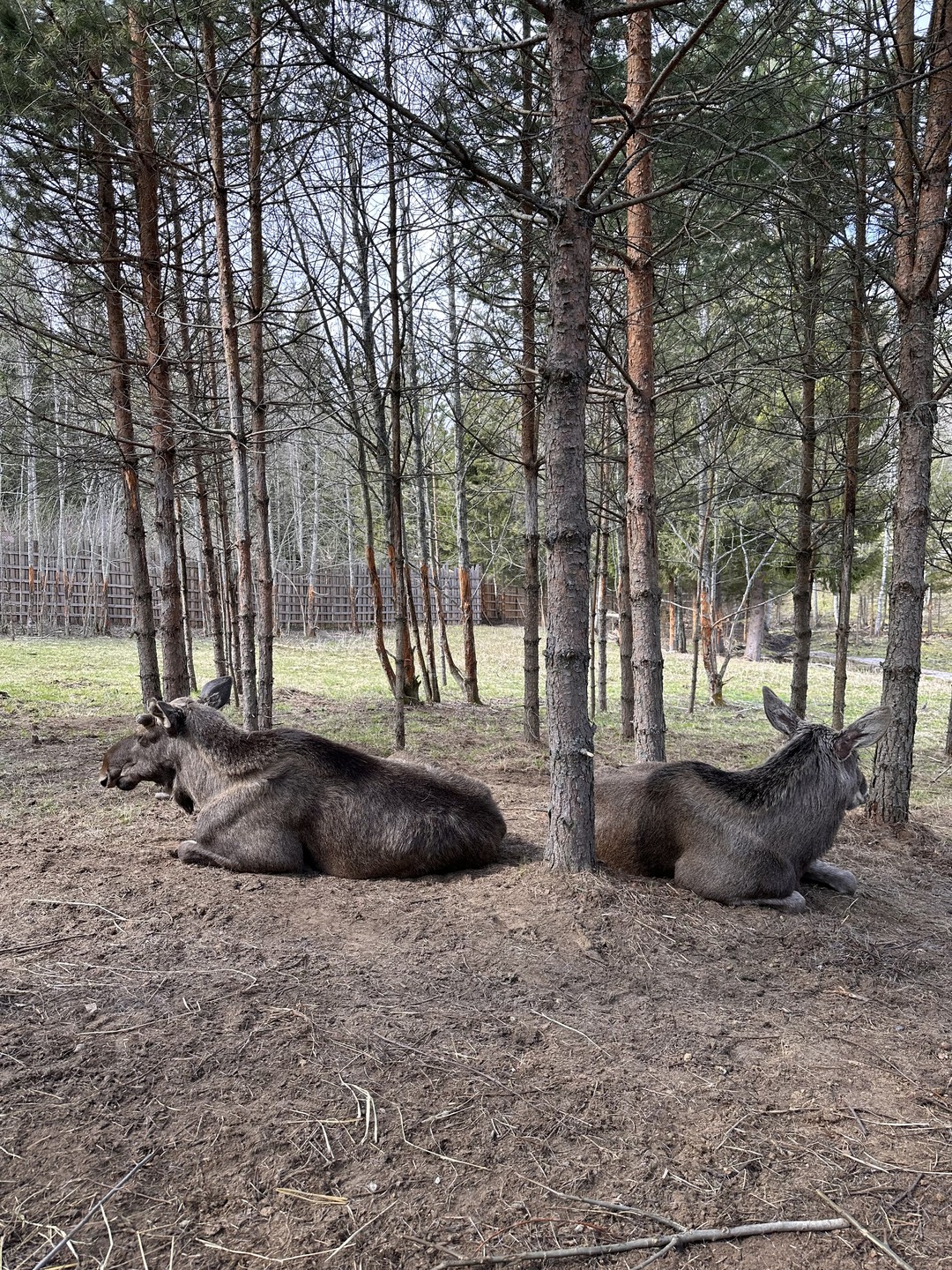 Фото отзыва 1: экскурсия "В Карелию и Рускеалу на день из Петербурга"