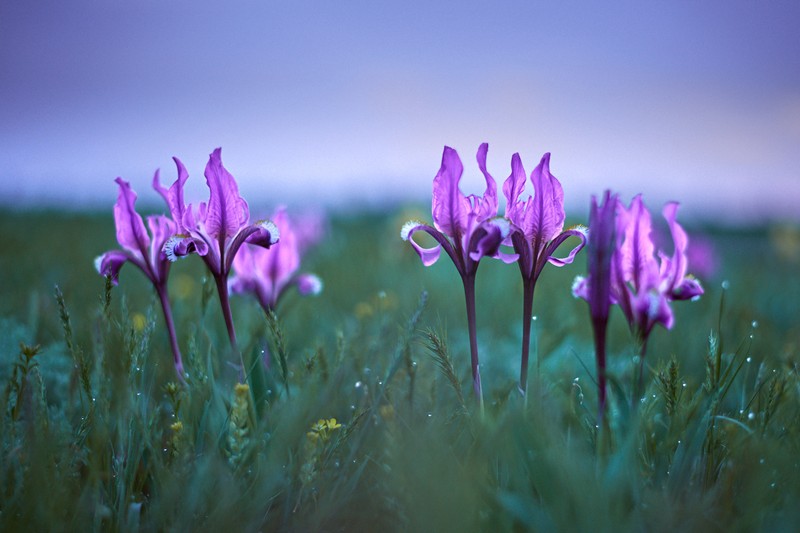 Цветущие степи Калмыкии: тур с выездом из Волгограда