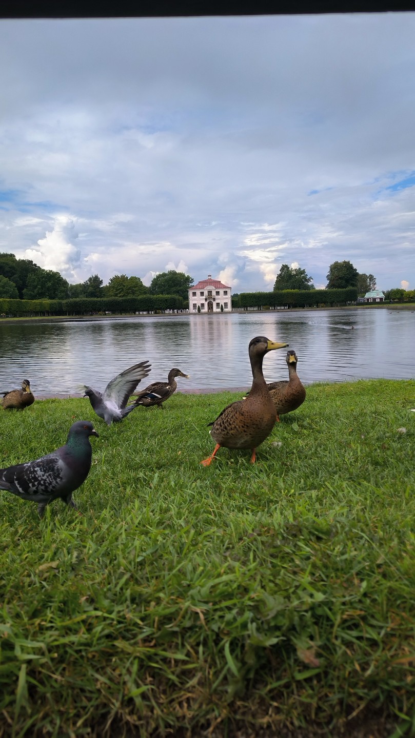 Верхний и Нижний парки Петергофа (Светлана)