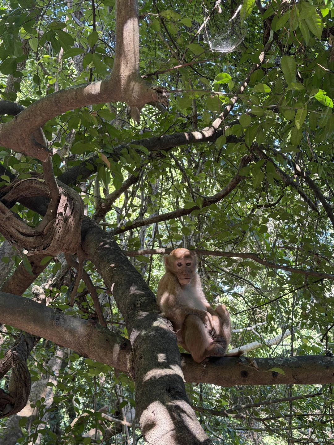 Очень насыщенная программа, красивые водопады в первый день, заселение в невероятно красивый отель у реки (брали